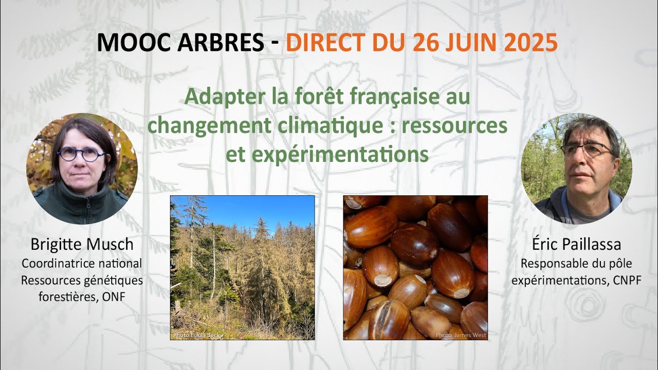 Adapter la forêt française au changement climatique : ressources et expérimentations