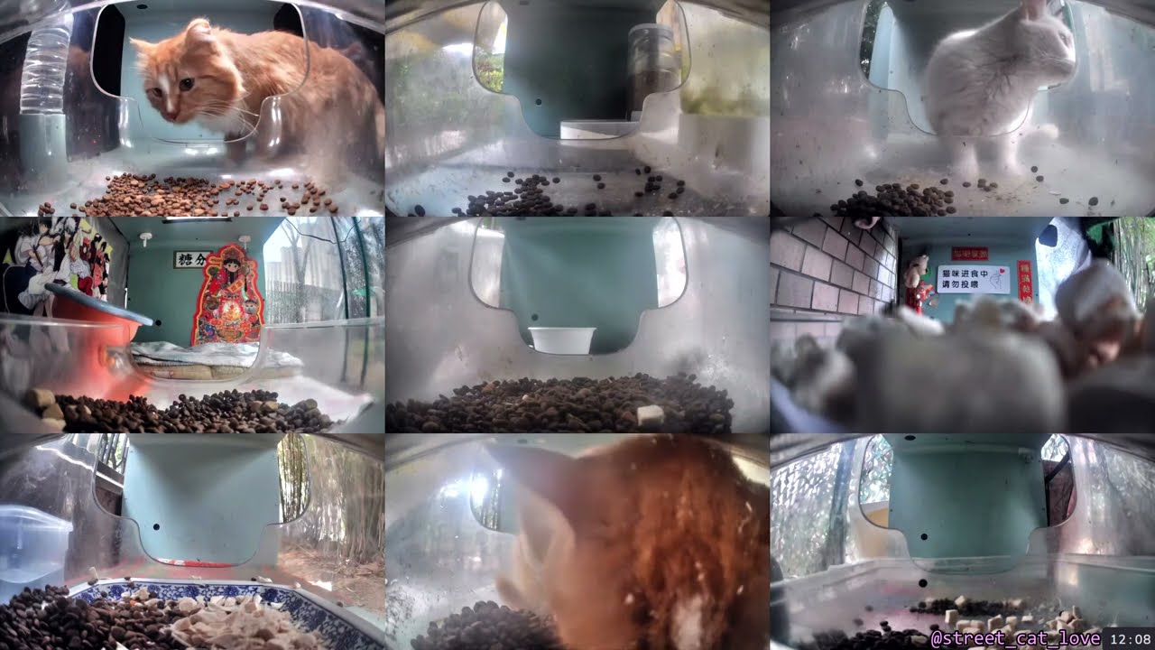 12 Hours of Hello Street Cats 😺💞 2/27/26 Pt 2