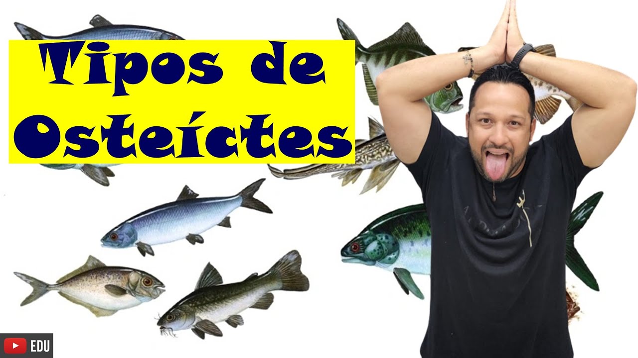 Types of Osteichthyes - Sarcopterygii and Actinopterygii - General Characteristics and Examples -...