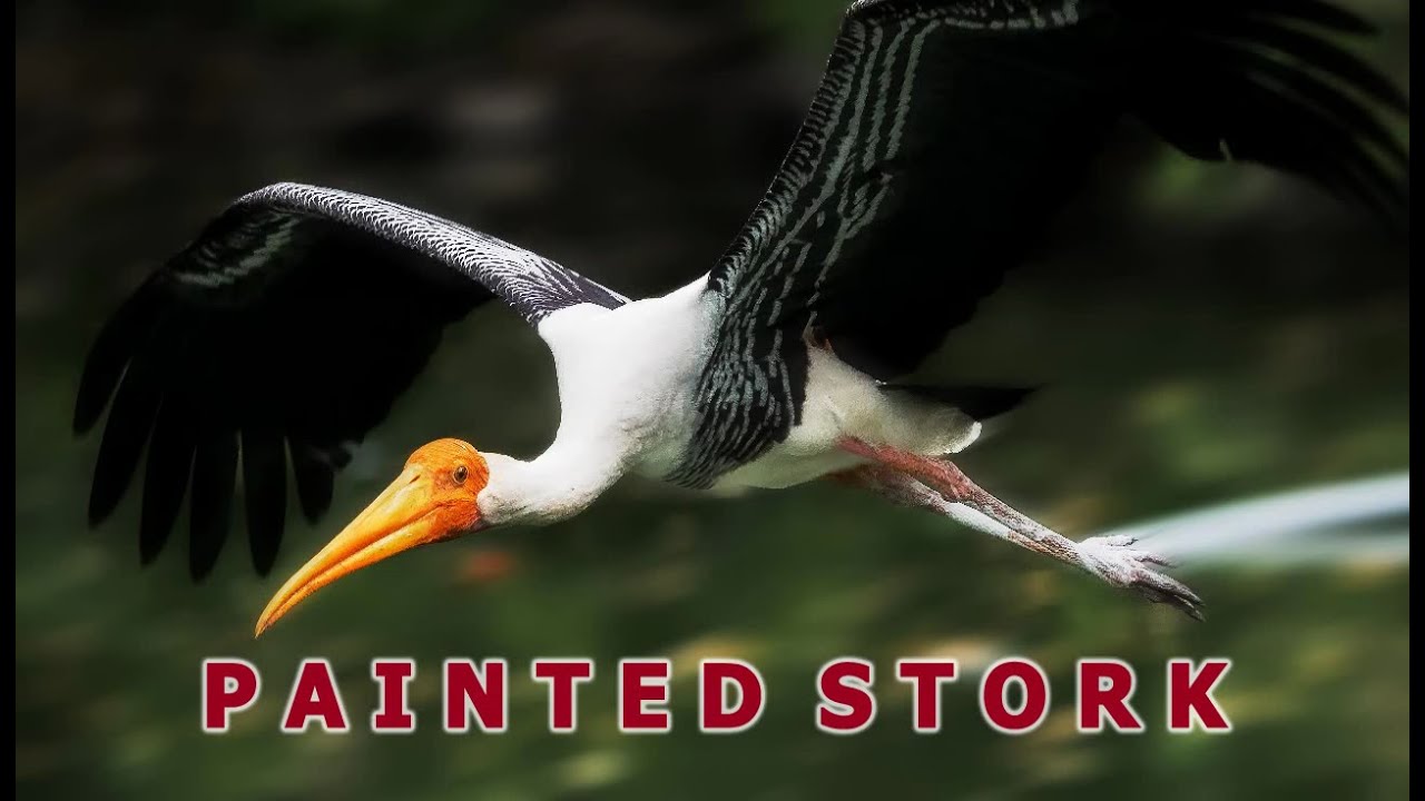 Painted stork
