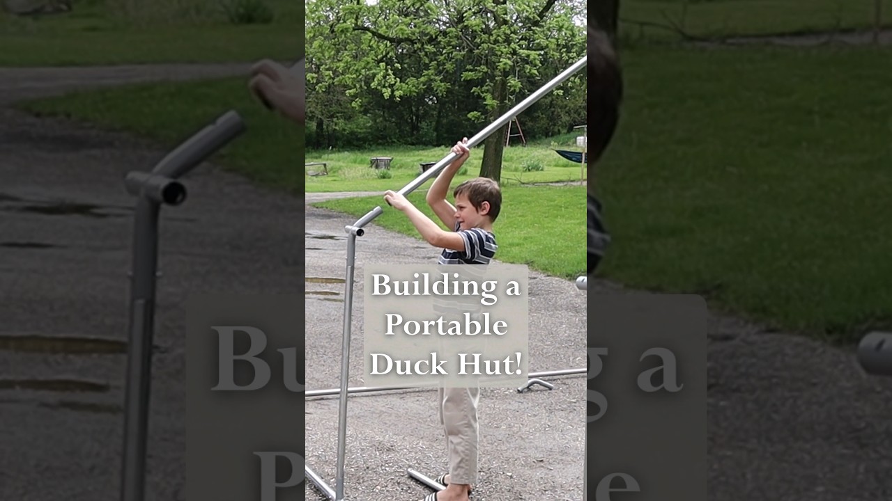 Amazon special duck hut looks too easy! #chicken #duck #coop