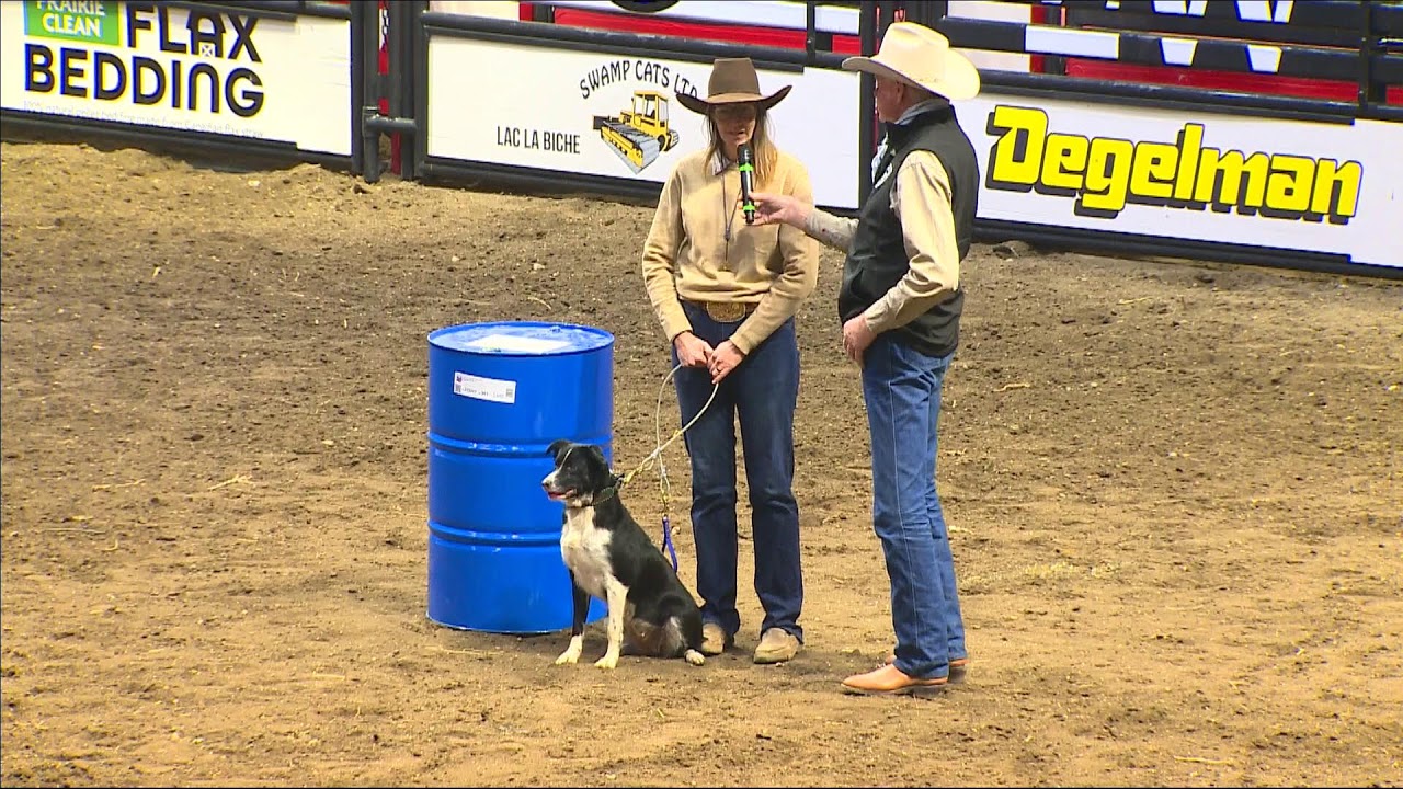 Cattle Dog Competition