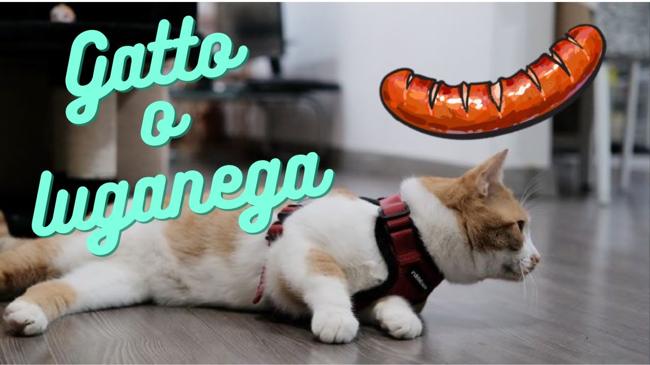 ADDESTRAMENTO con la PETTORINA per GATTI