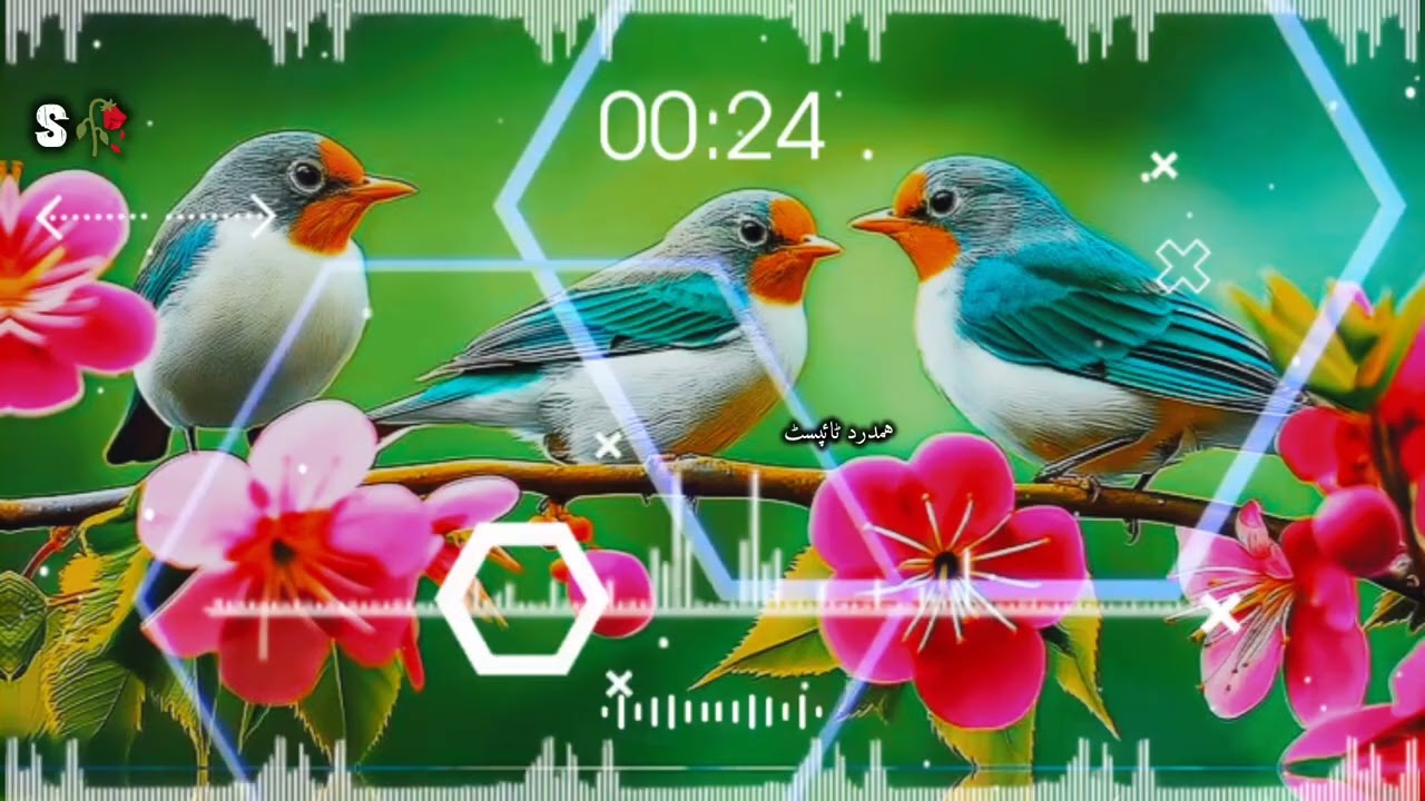 دا سپرلی عوٹی بہ گل وی زہ بہ نہ وم  پہ چنار بہ رسول بلبل وی زہ بہ یم #naat #duet #pashtonaat147 #isl