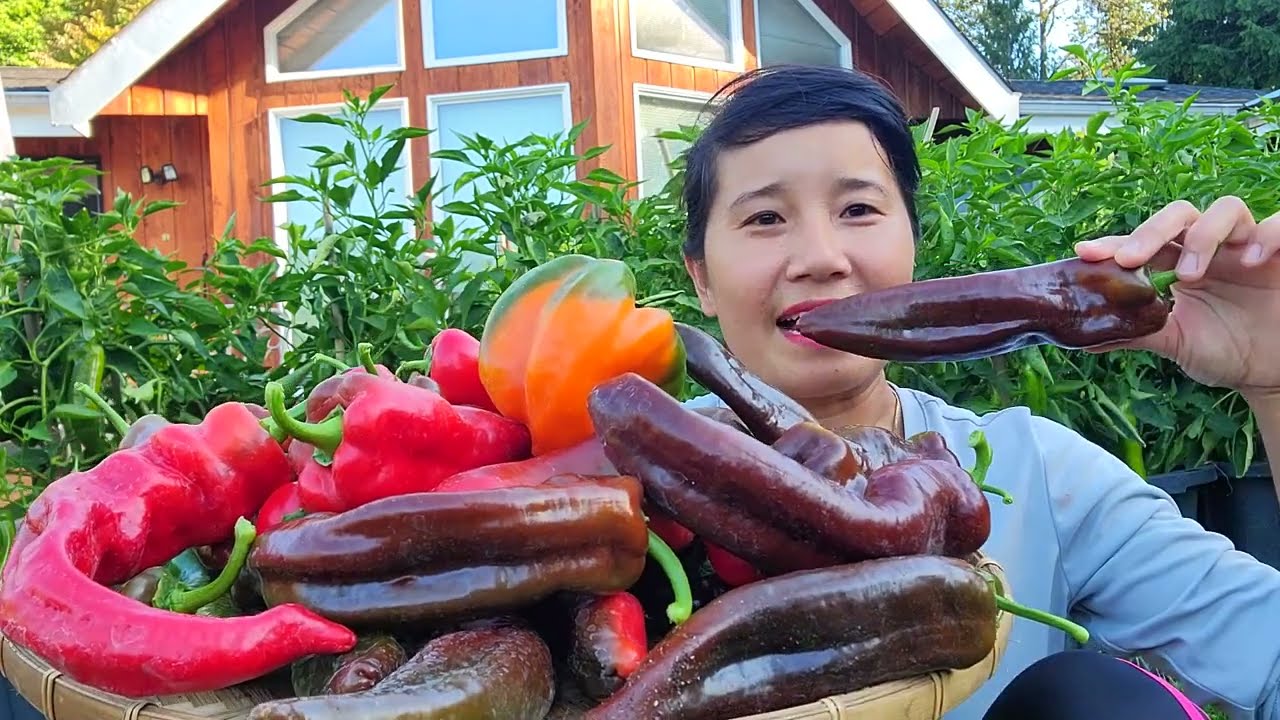 THU HOẠCH ỚT SOCOLA, ỚT CHUÔNG, DƯA HẤU TÝ HON, BÍ NGÒI, DƯA LEO CHANH, DƯA GANG