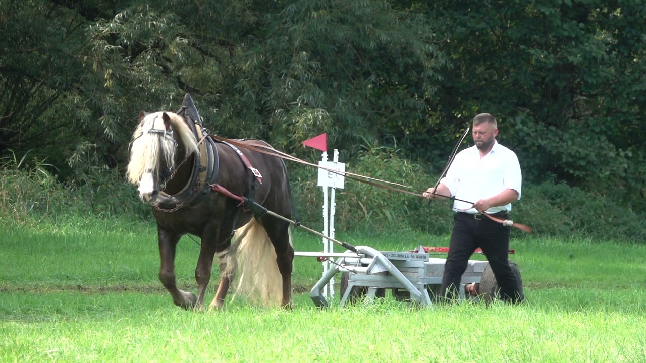 33. Wincent -  SchwK Hengst - LP Ziehen und Fahren im HuL Gestüt Marbach am 14.09.2021 - Ziehen