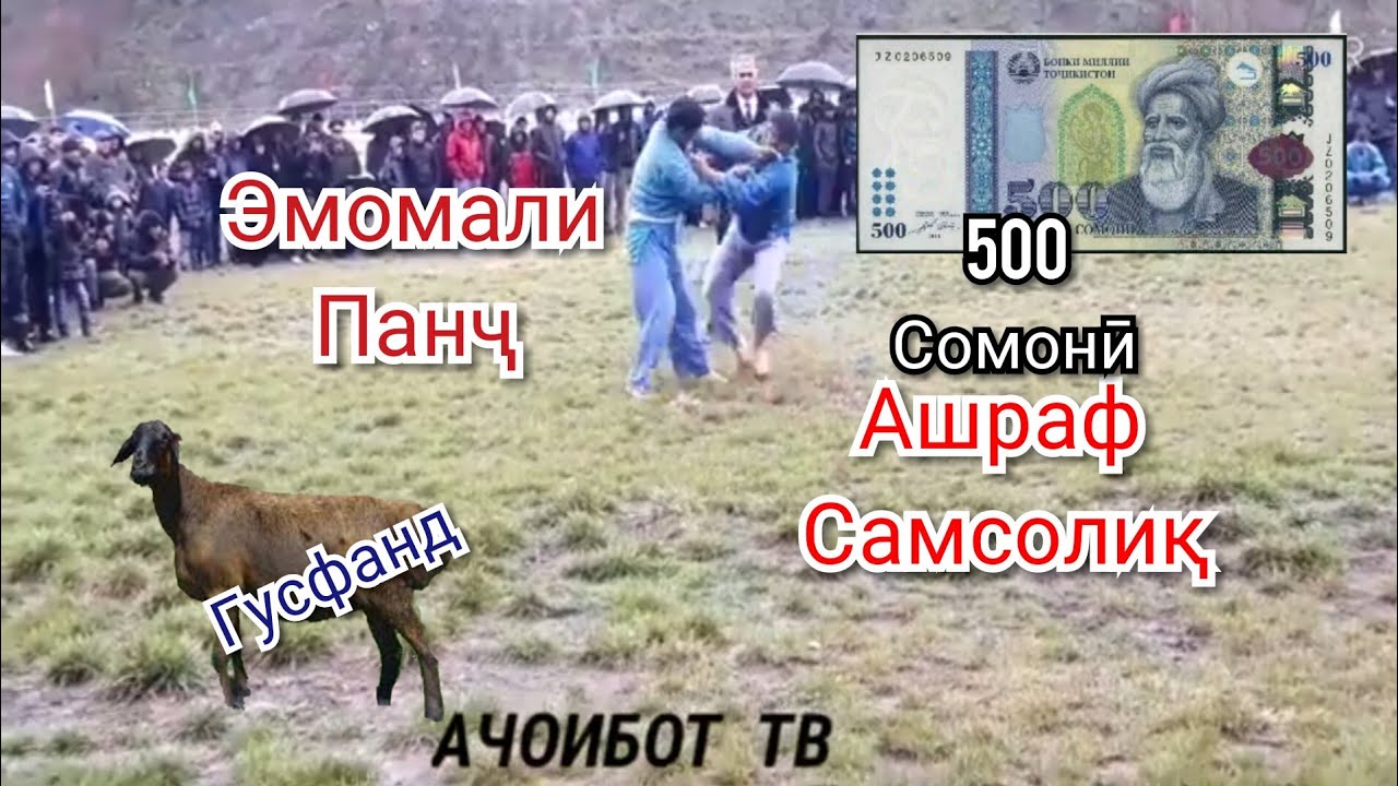 Гуштин дар нохияи Сангвор палвонхо аз н.Панч ва Самсолиқ 21,03,2020