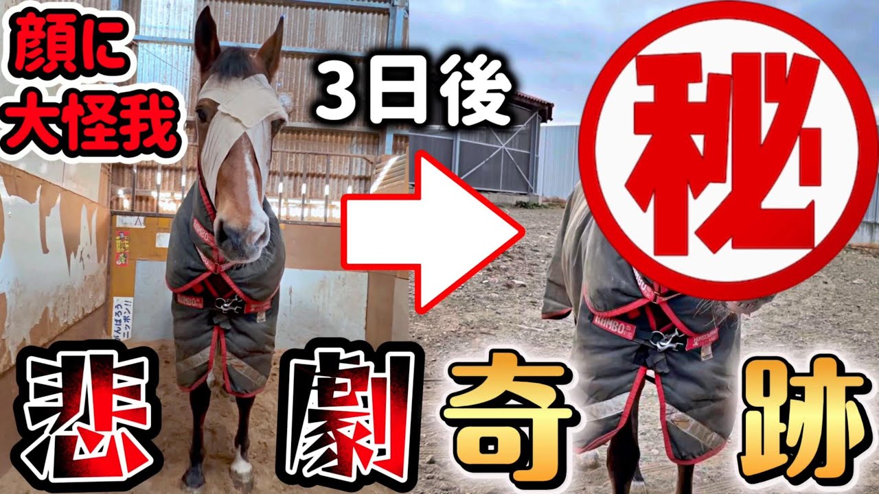 放牧中に起きた悲劇から数日…。顔に大きな怪我をした25歳のおばあちゃん馬に奇跡が起きました。【ツルマルボーイ様のシモベ】