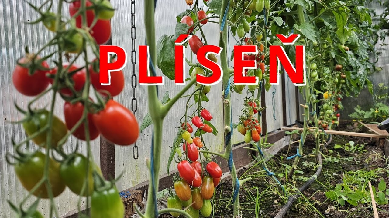 RAJČATA CHYTILA PLÍSEŇ! 😱 Záchrana v poslední chvíli – Můj postup! 🍅💨