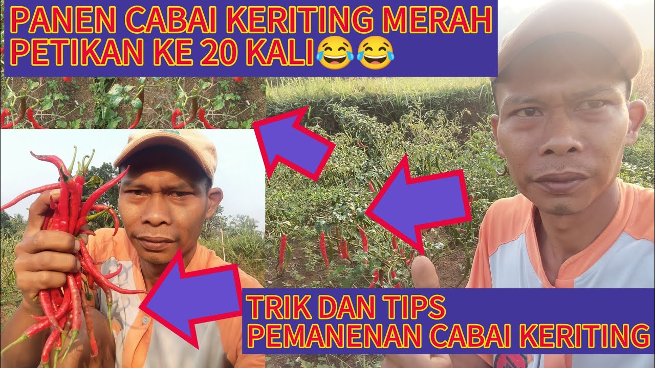 Trik dan Tips Pemanen Cabai Keriting 😱 #panen #cabai  #panencabai #hargacabe  #petani #viral #fyp 