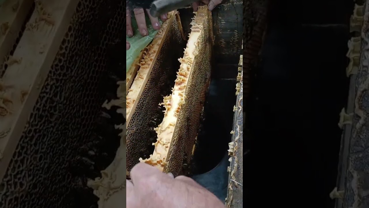 Агрегат по отбору пчёл Хомича в работе. 