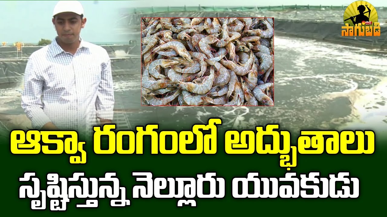 రొయ్యల సాగులో యువరైతు విజయభేరి : Prawn Cultivation | Aqua Culture Prawn Farming | Sakshi TV Sagubadi