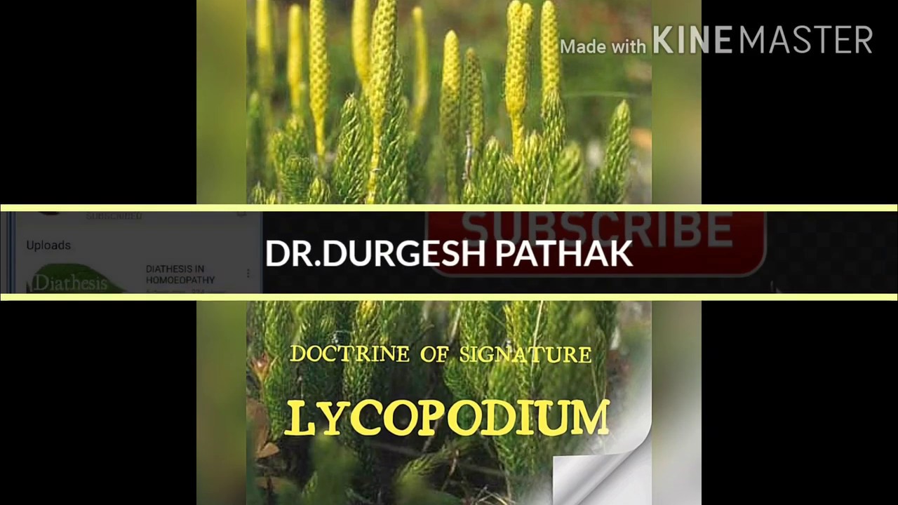 LYCOPODIUM- Doctrine of signature