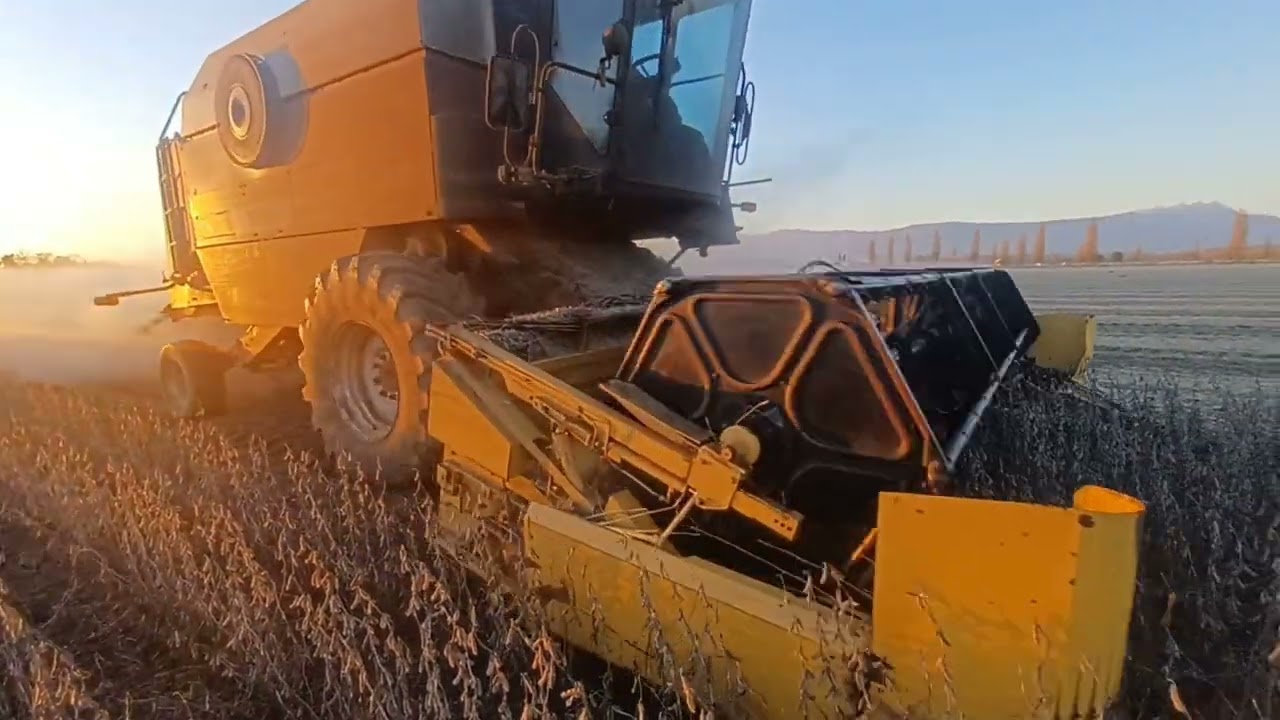 FIATIAGRI LAVERDA 3790 ALL'AZIONE TREBBIATURA SOIA 2K24