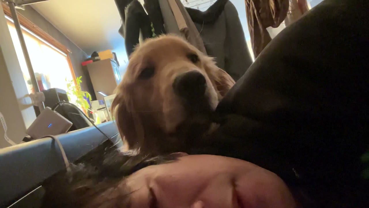 起きてー！と言いに来る巨大子犬