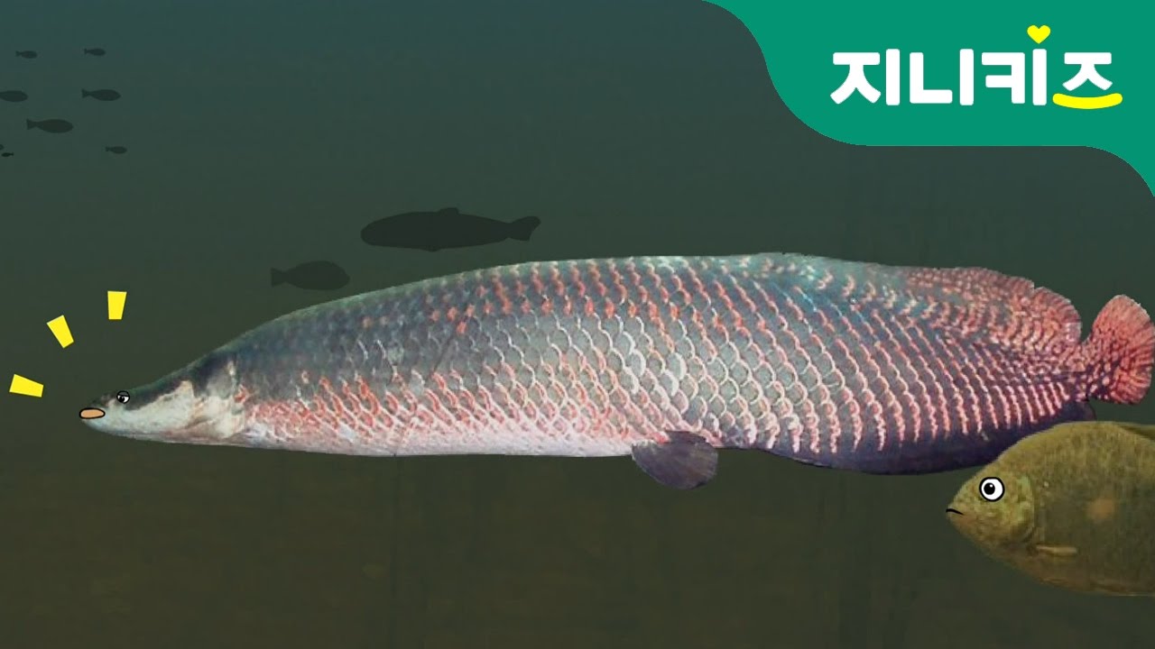 아마존의 괴물? 내 이름은 '피라루쿠' | 생생자연도감 | 어린이 자연관찰 | 지니키즈★인기 과학동화