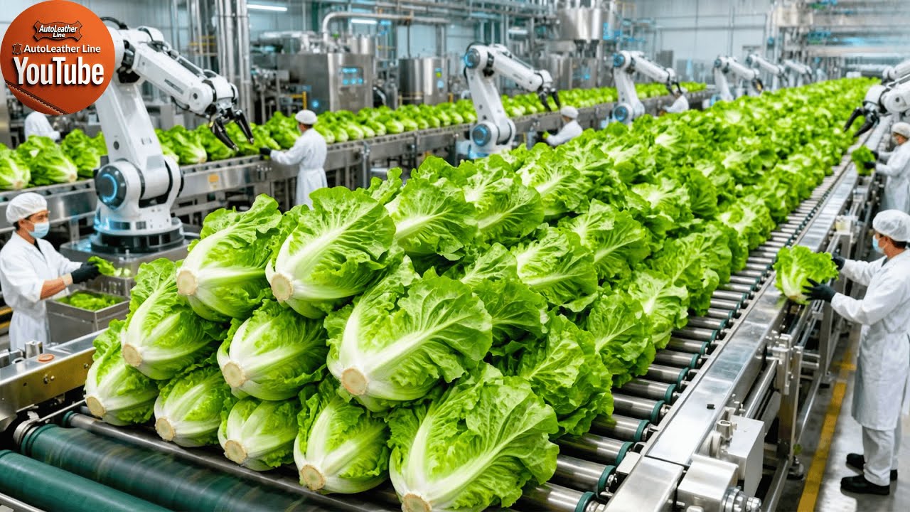 Inside the Iceberg Lettuce Factory: From Fresh Heads to Crunchy Bagged Salads (Full Process 4K)