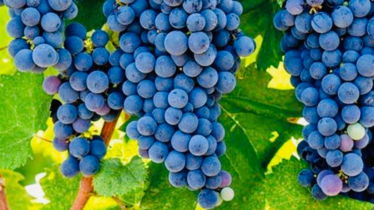 COMO ADUBAR A UVA PARA QUE ELA FIQUE DOCE