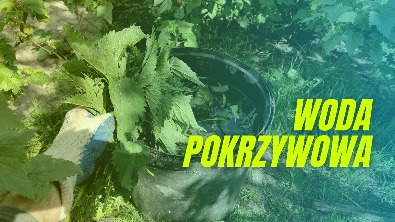 Woda pokrzywowa (nie mylić z gnojówką) na mszyce