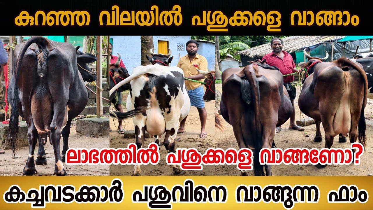 കച്ചവടക്കാർ പശുവിനെ വാങ്ങുന്ന ഫാം/ലാഭത്തിൽ പശുക്കളെ വാങ്ങാം /Buy cows at low prices/#farming #dairy