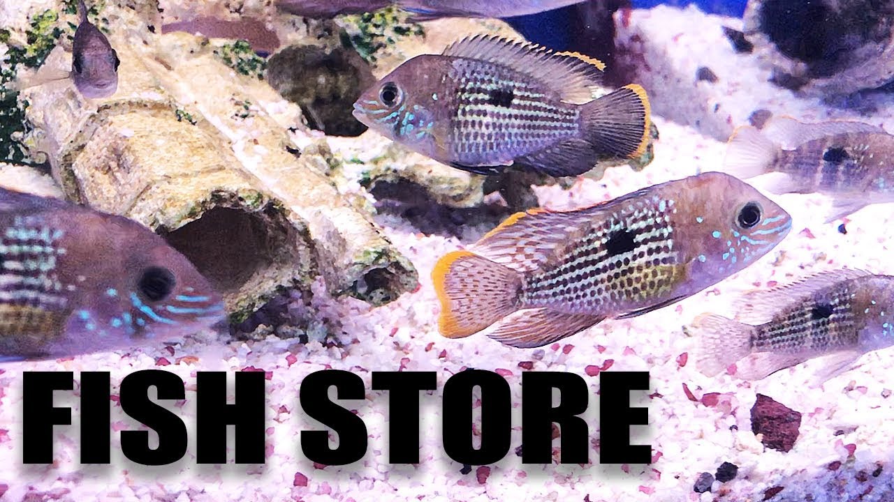 Wycieczka do sklepu z rybami akwariowymi &ndash; MY LFS