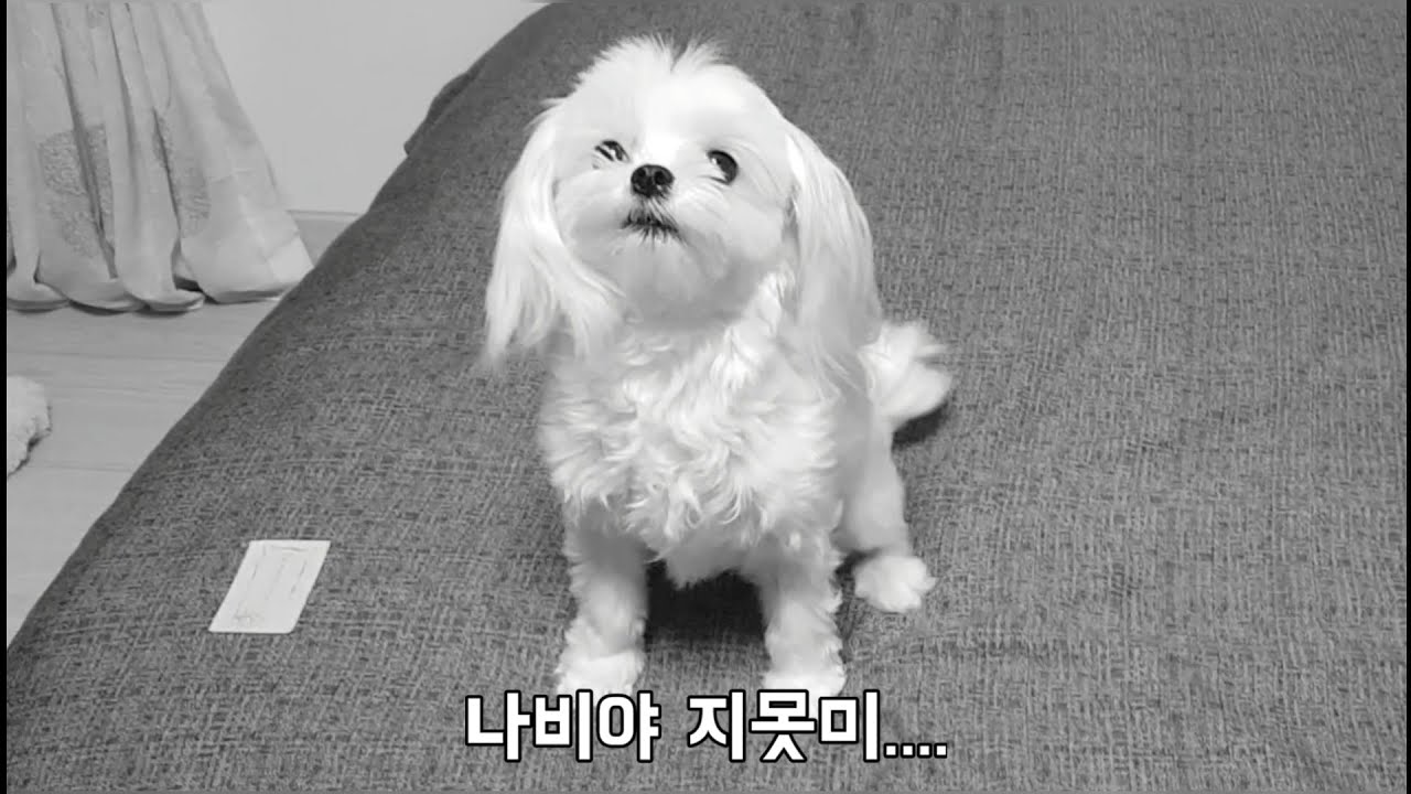 밤새 고양이들이 택배 박스를 다 뜯어놨어요 (부제 : 나비야 지못미....)