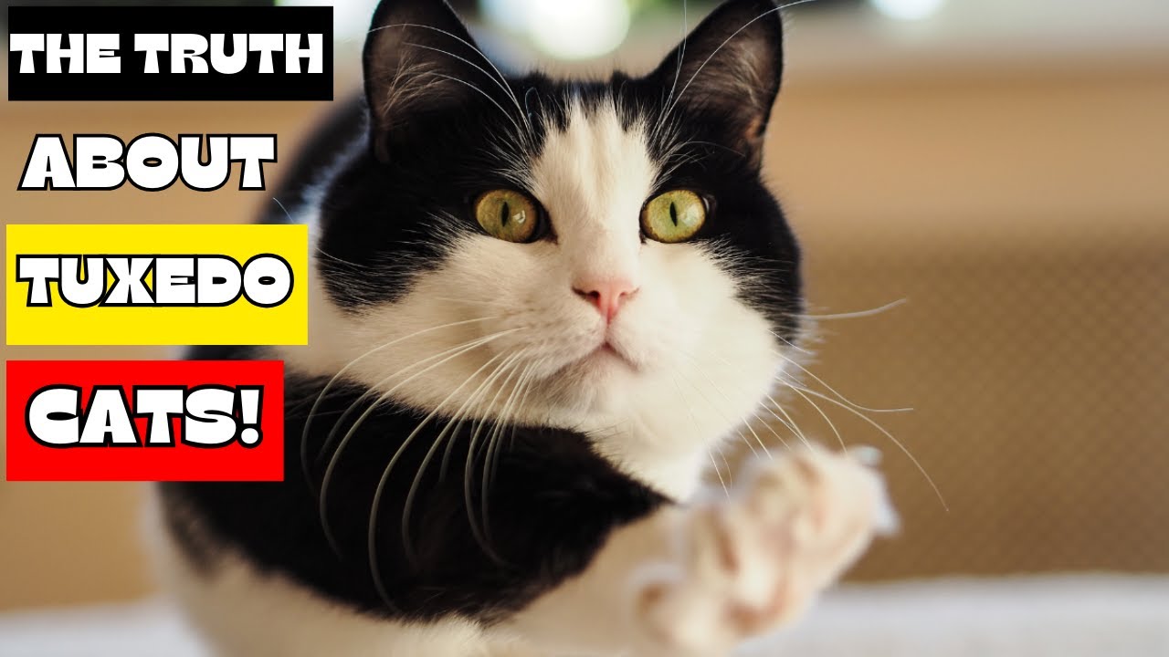 Be Careful If You Have a Tuxedo Cat, Here Is Why!!