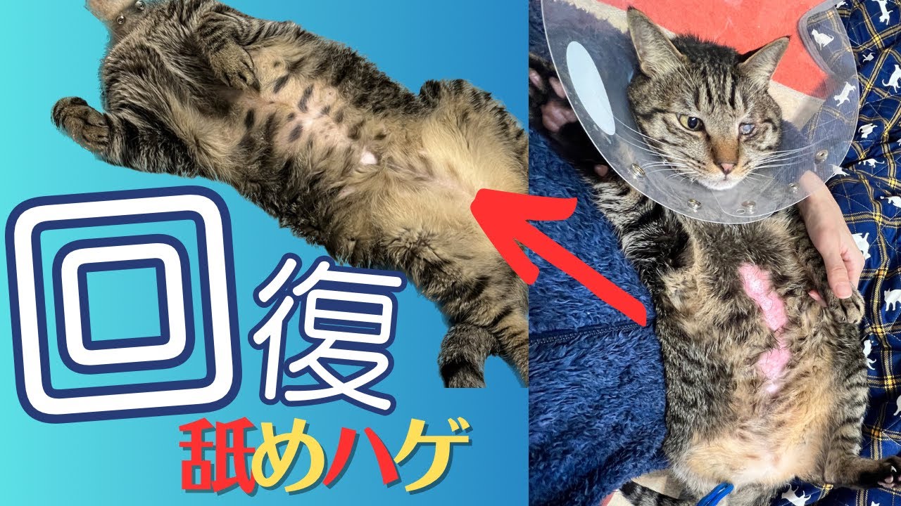 【朗報】やっと治った。悪化の一途だった舐め壊し。快方の鍵は夫でした