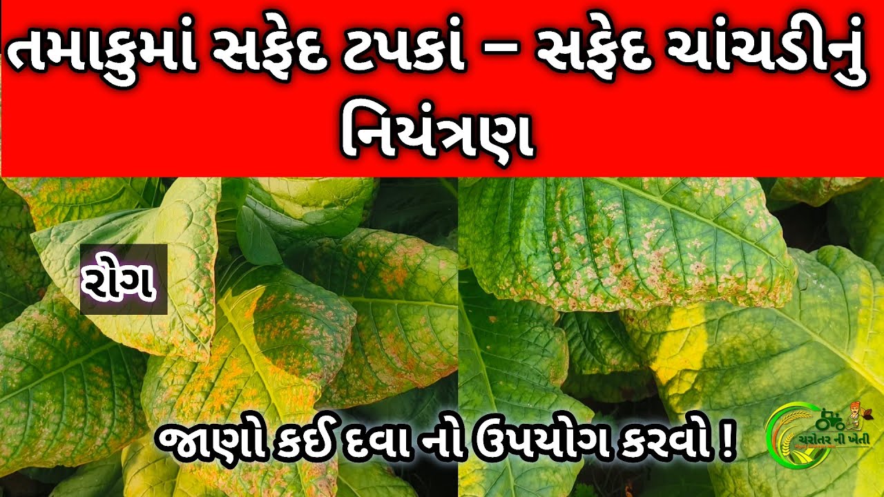 તમાકુમાં સફેદ ટપકાં – સફેદ ચાંચડીનું નિયંત્રણ કેવીરીતે કરવું ? | તમાકુ નો રોગ | તમાકું ની ખેતી
