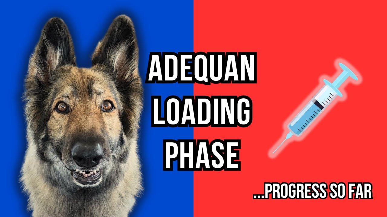 Adequan for Dogs: Before & After Results