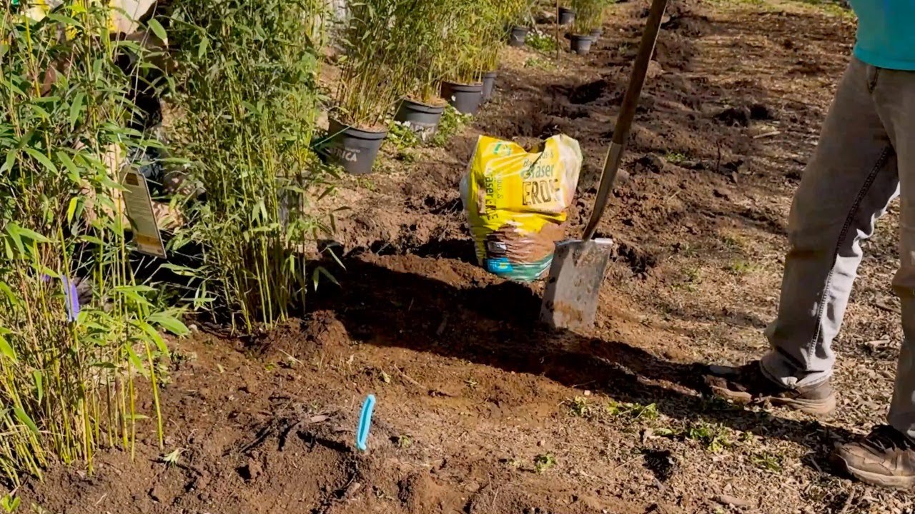 Bambushecke pflanzen 🌿 Profi-Tipps & Anleitung für dichten Sichtschutz