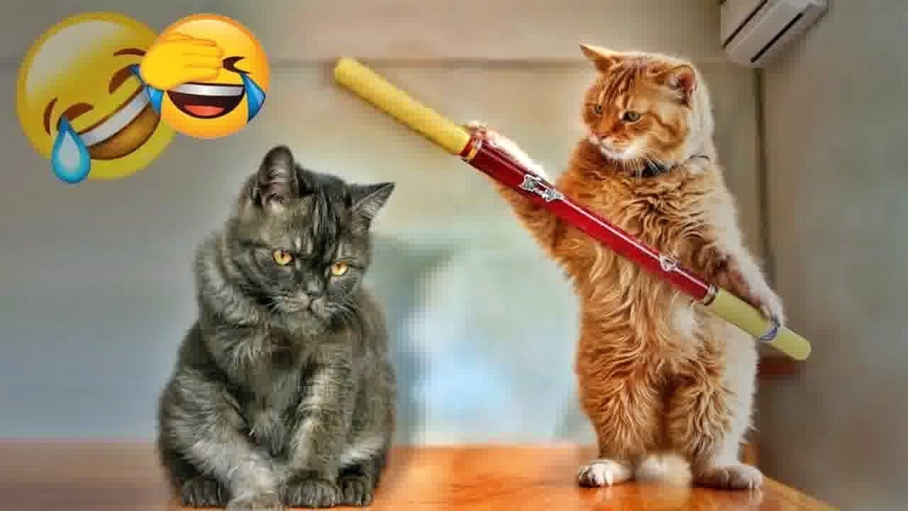 Funny ANIMALS videos 😂 Funniest CATS😺 and DOGS🐶 2025 - Part 34