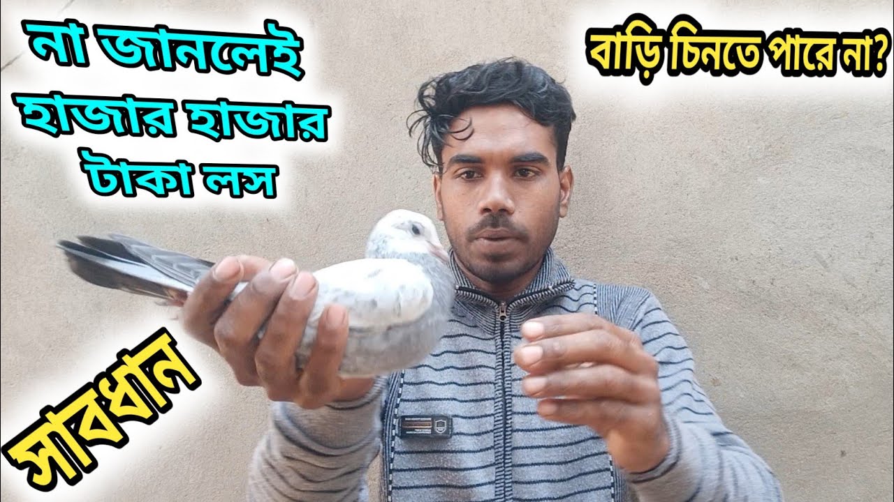 এই ভুল করলেই পায়রা হারাবেন । সাবধান থাকুন। 