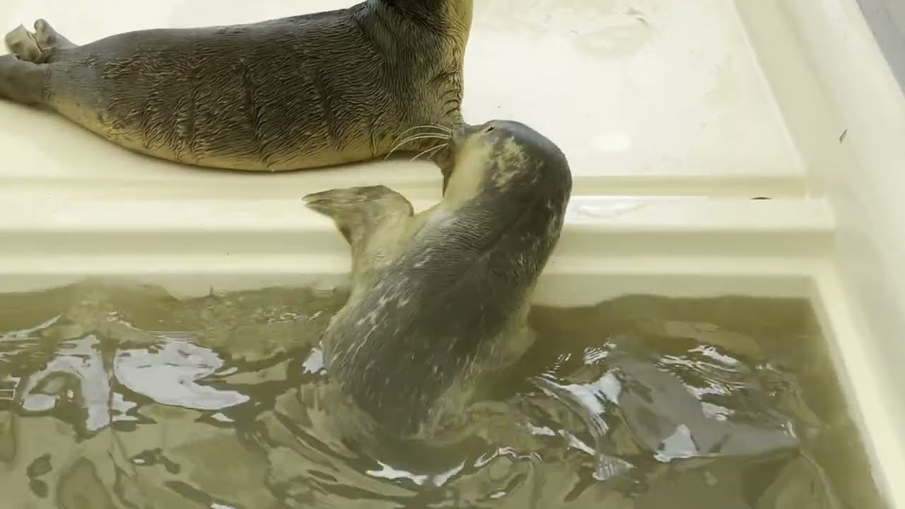 Seal Hospital A Seal - アザラシ幼稚園 A Seal