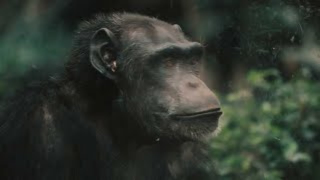 Chimpanzee Chronicles  Wild and Free! 
