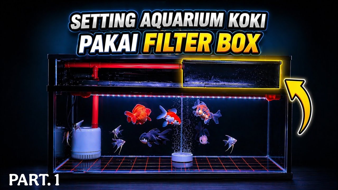 SETING AQUARIUM IKAN KOKI PAKAI FILTER BOX || PART.1