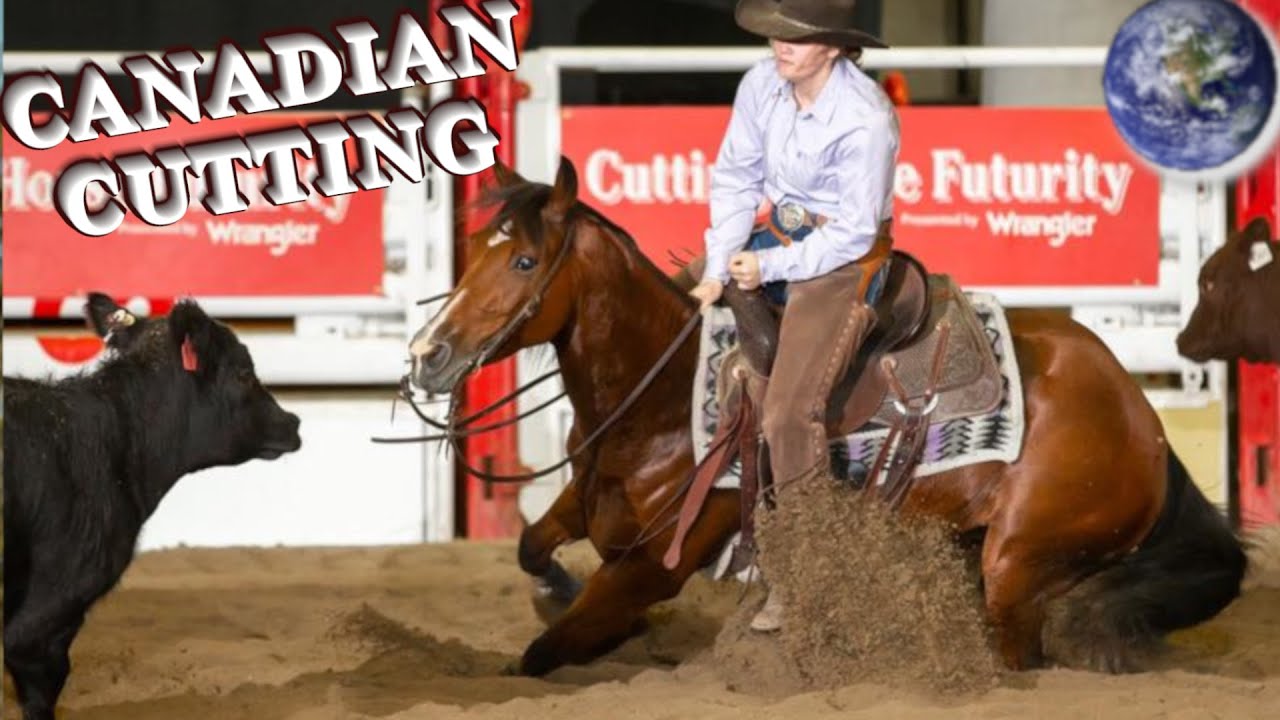 TOP Beautiful Canadian Cutting Horse in the World!