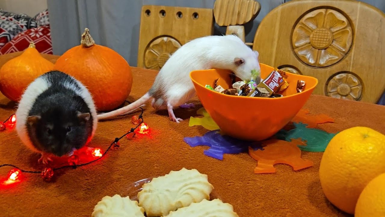 HAPPY HALLOWEEN #rat #pets #video