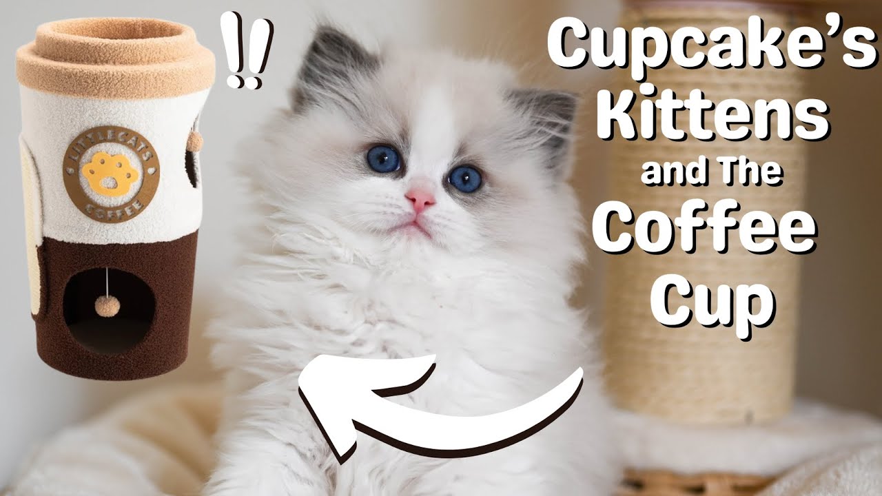 Ragdoll Kittens 10 Weeks Old 🐱 So Cute | Funny Kittens