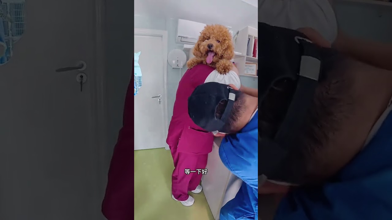 Puppy annual physical examination day Good news Indicators are normal. Bad news Have conge