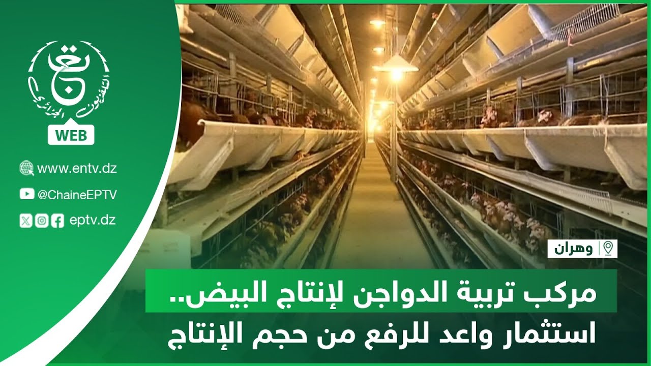 وهران | مركب تربية الدواجن لإنتاج البيض.. استثمار واعد للرفع من حجم الإنتاج