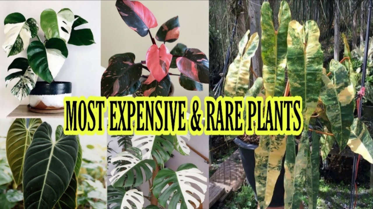 MOST EXPENSIVE AND RARE PLANTS|PINAKAMAHAL NA HALAMAN NA USO NGAYON|Grace J. M