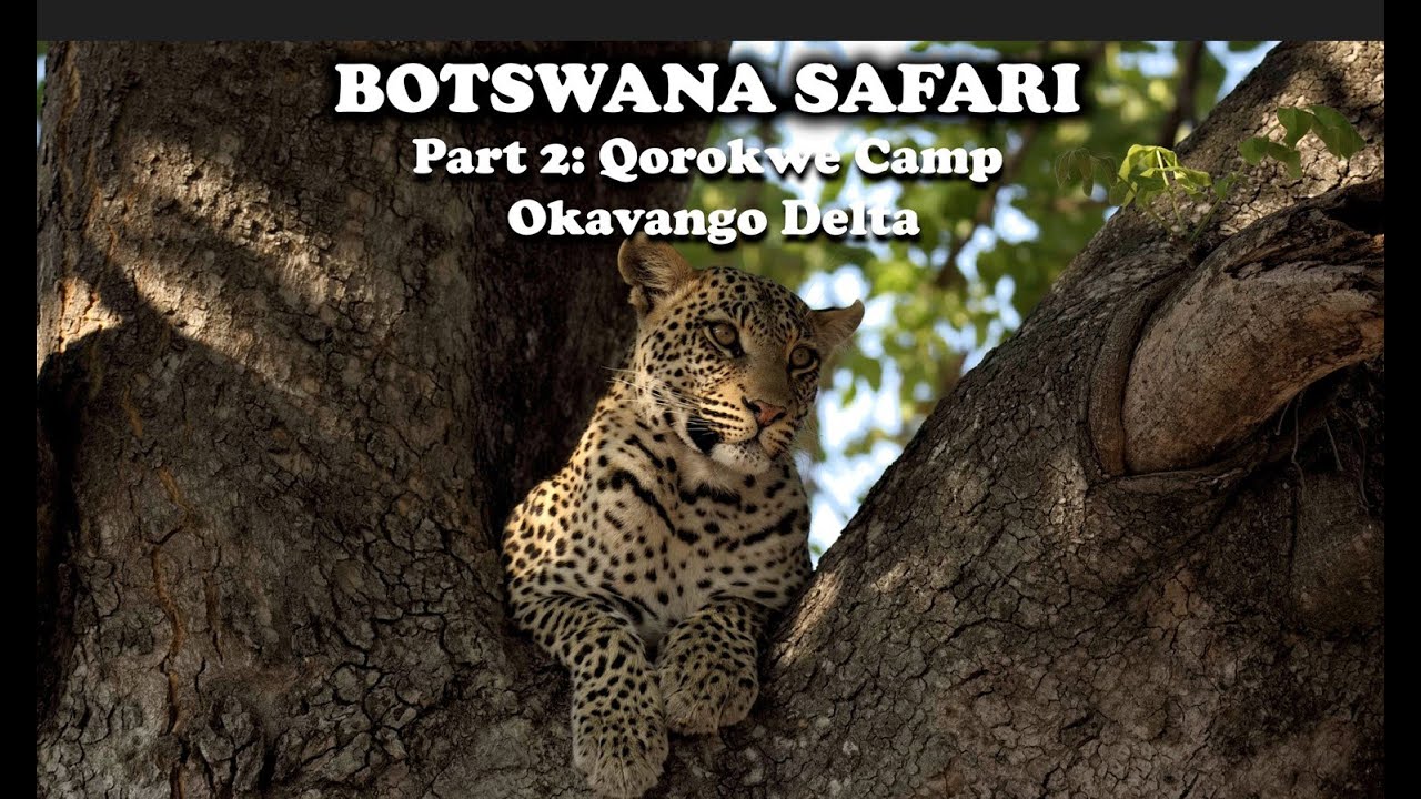 Botswana Safari Part 2: Qorokwe Camp (Sep 2021)
