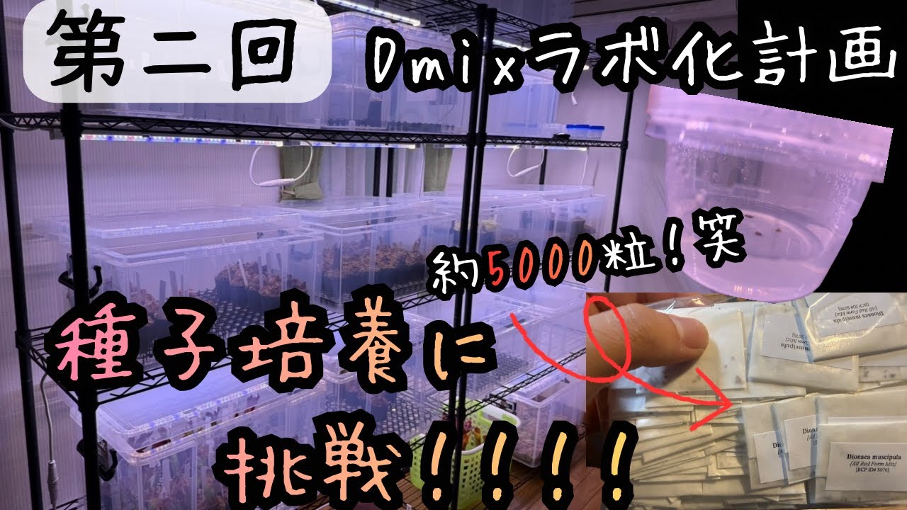 【第二回】種子培養に挑戦！　その他増えた植物のご紹介　食虫植物　観葉植物　Dmixラボ化計画