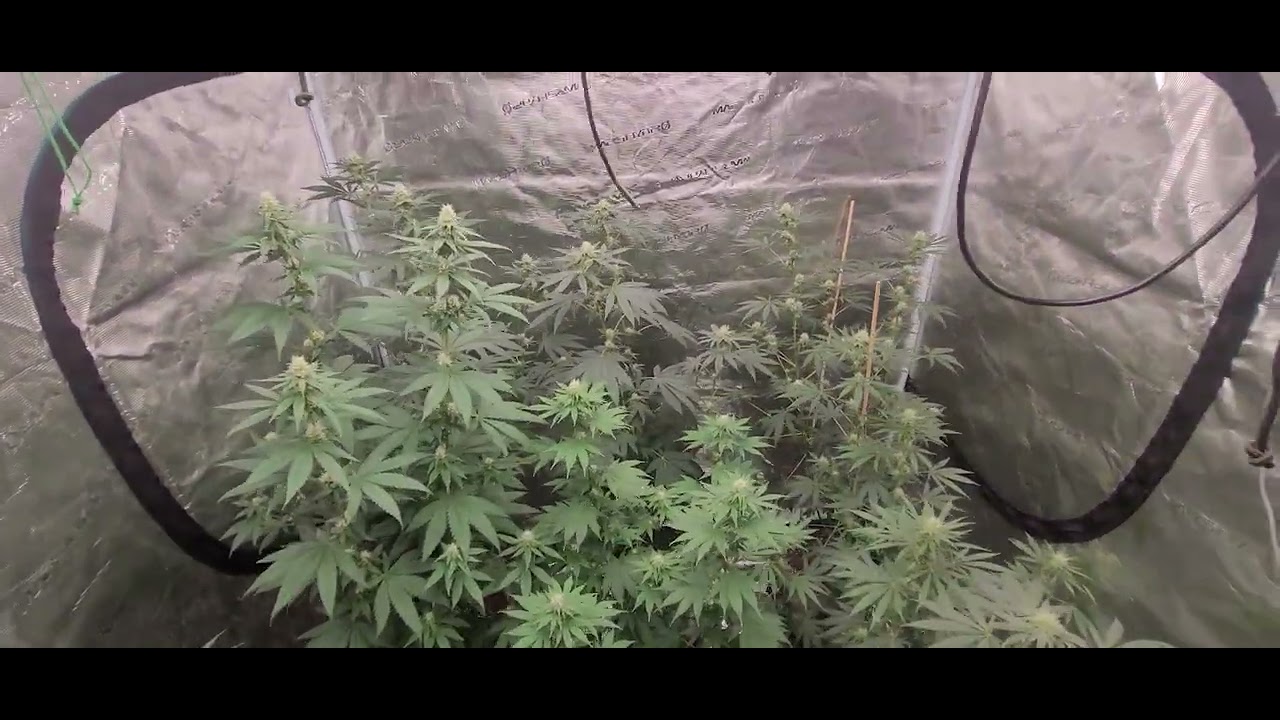 Ethos X Ocifer BRLCG Grimm Glue Gorilla bomb week 4 flower