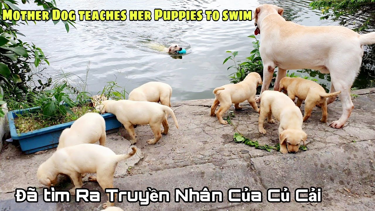 Ngày 55 | Cảm động chó mẹ Kim Chi dạy các con tập bơi - Đã tìm ra truyền nhân của Củ Cải
