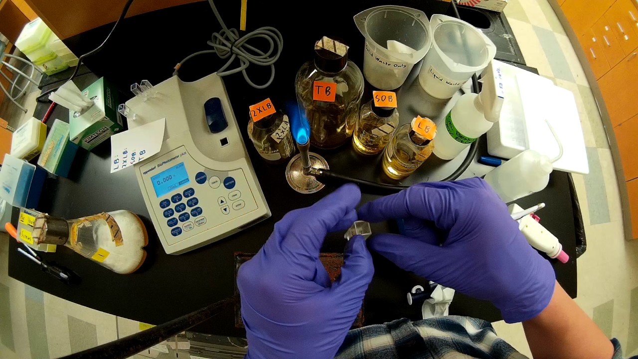 Determining OD600 (cell density)