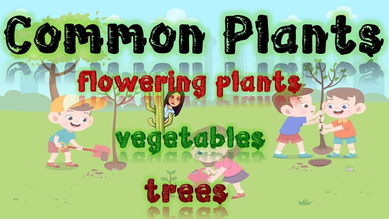 Common Plants | Plants | Plants Around Us | Science | Kindergarten | Teacher Beth Class TV