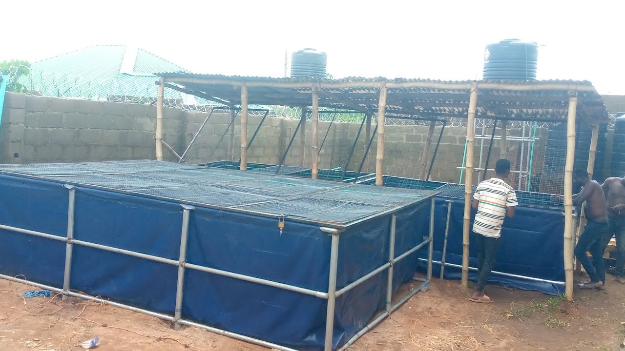UK Based Farm, from scratch in Nigeria