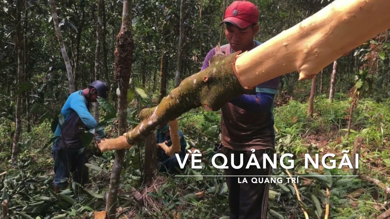 Em có về Quảng Ngãi với anh không?